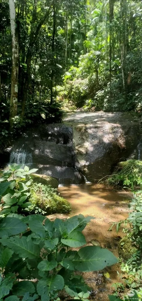 Terreno, 3 hectares - Foto 4