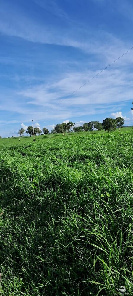 Fazenda à venda com 5 quartos, 10000000m² - Foto 2
