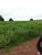 Fazenda-Sítio-Chácara, 1000 hectares - Foto 5