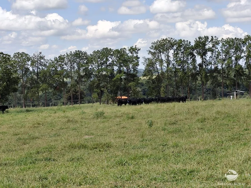 Fazenda, 435 hectares - Foto 7