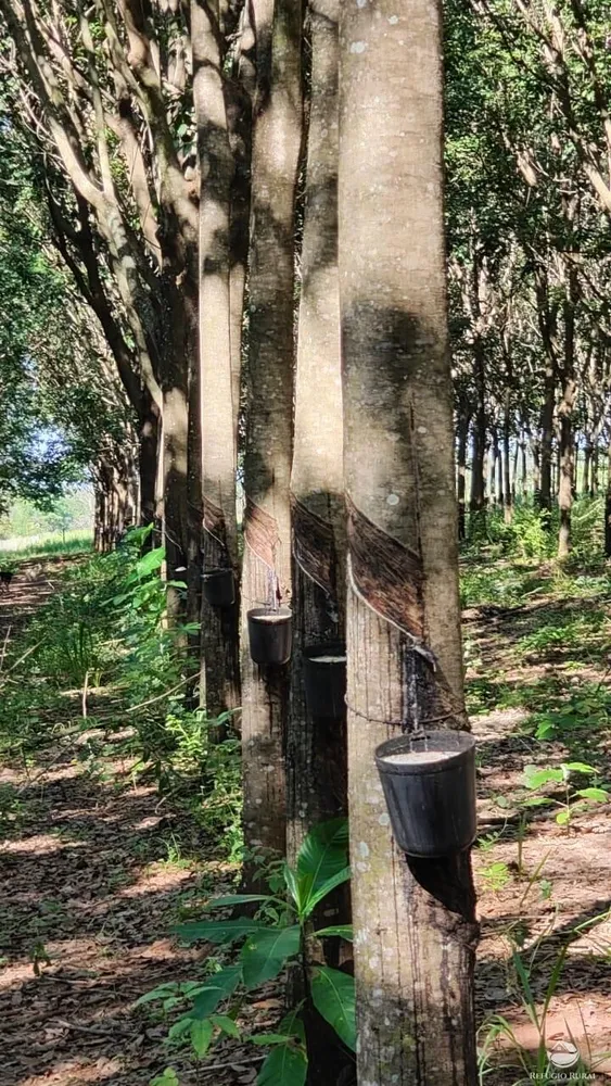 Fazenda, 46 hectares - Foto 13