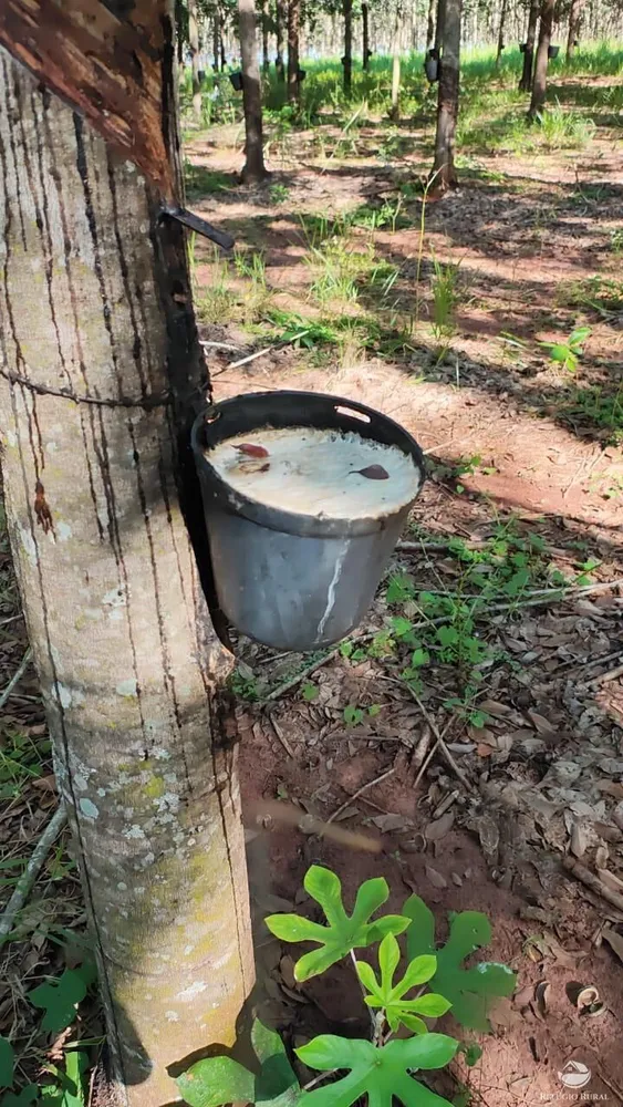 Fazenda, 46 hectares - Foto 12