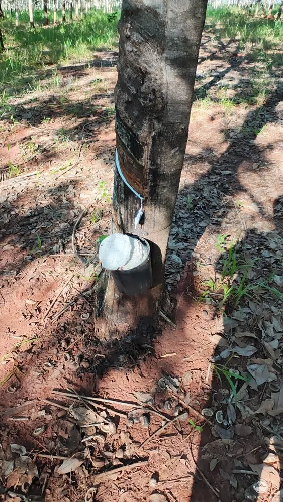 Fazenda, 46 hectares - Foto 16