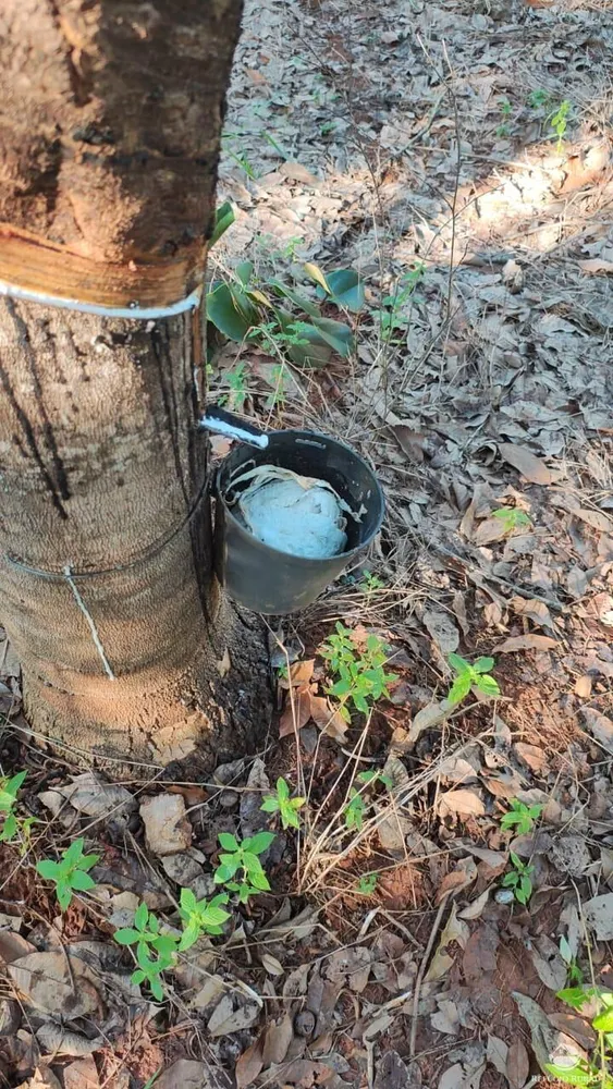 Fazenda, 46 hectares - Foto 8