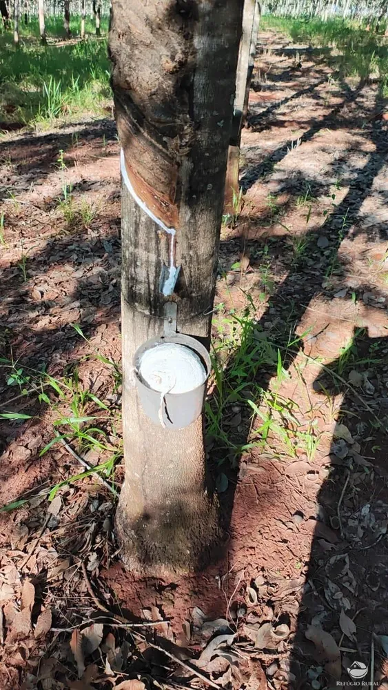 Fazenda, 46 hectares - Foto 10