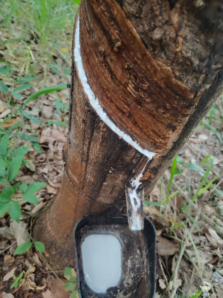 Fazenda, 46 hectares - Foto 6