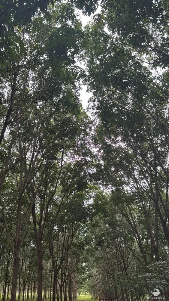 Fazenda, 46 hectares - Foto 9