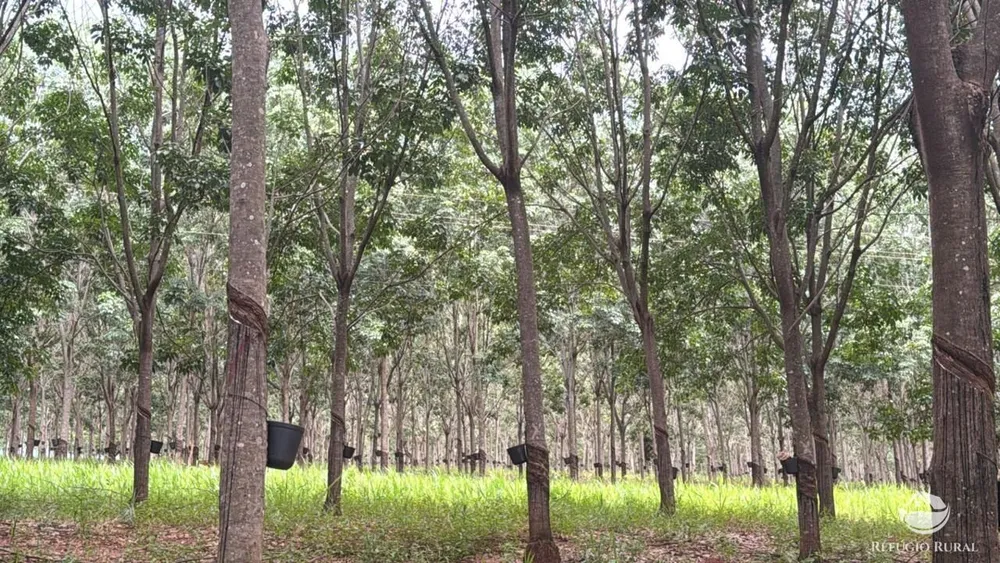 Fazenda, 46 hectares - Foto 2