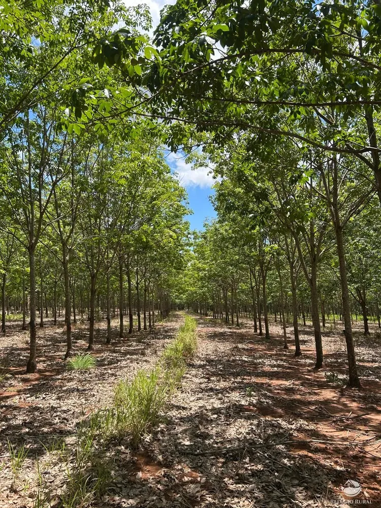 Fazenda, 46 hectares - Foto 1
