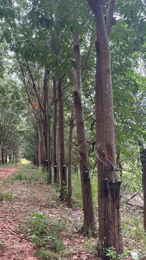 Fazenda, 46 hectares - Foto 7
