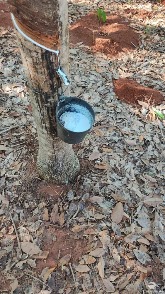 Fazenda, 46 hectares - Foto 11