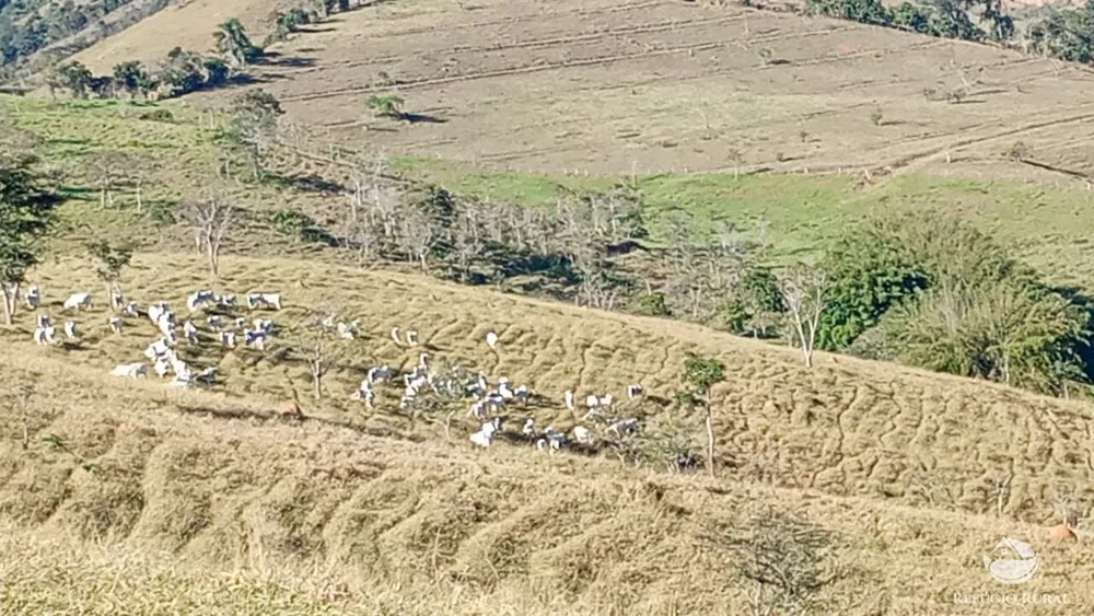 Fazenda, 774 hectares - Foto 6