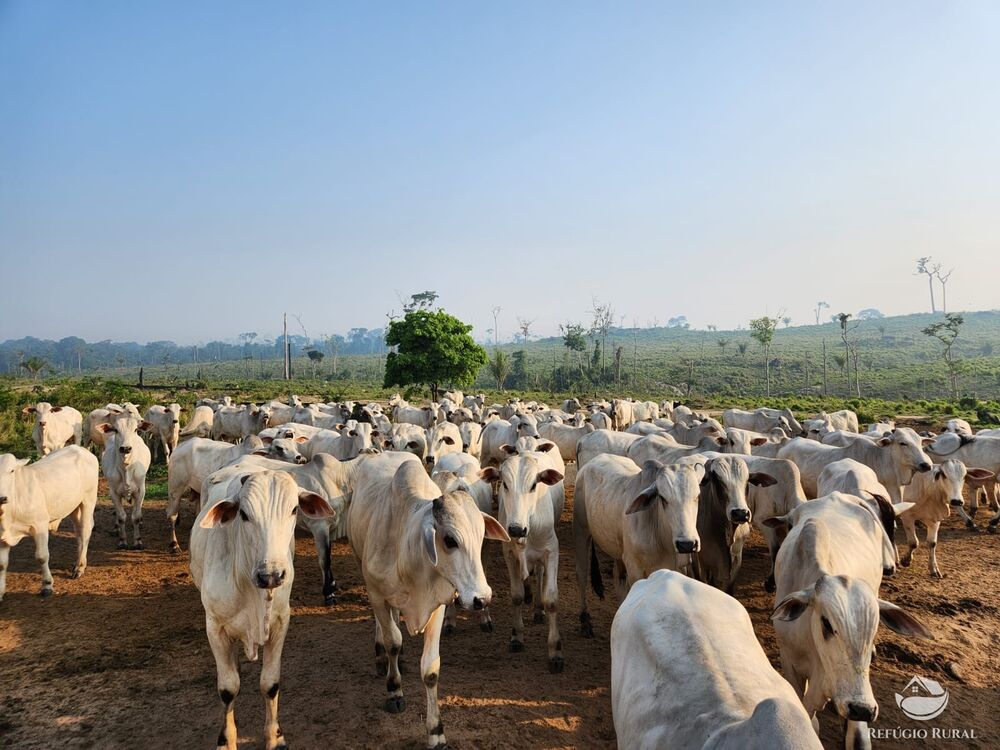 Fazenda à venda com 1 quarto, 11320000m² - Foto 2