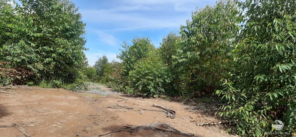 Fazenda, 170 hectares - Foto 4