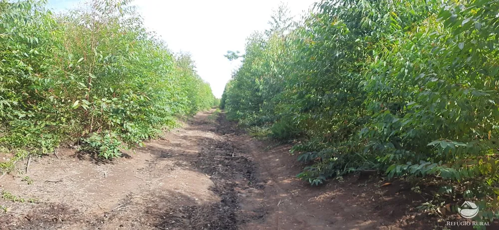 Fazenda, 170 hectares - Foto 13
