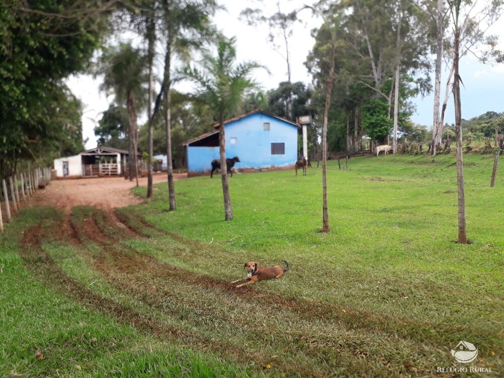 Chácara, 15 hectares - Foto 7