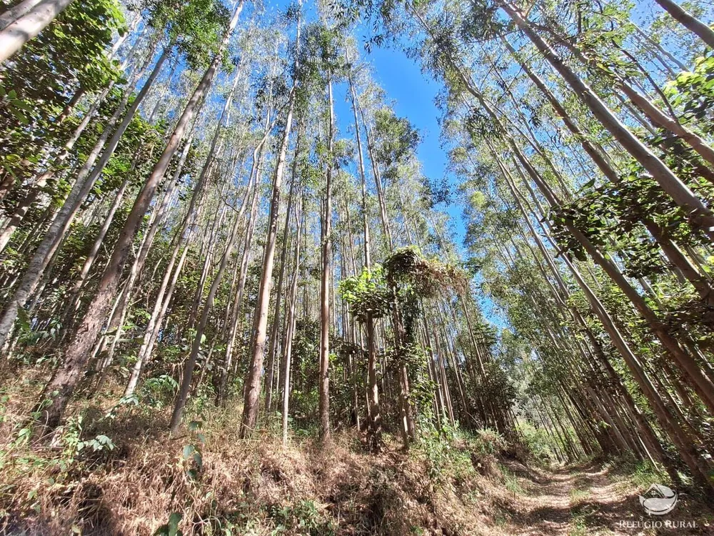 Terreno, 20 hectares - Foto 12