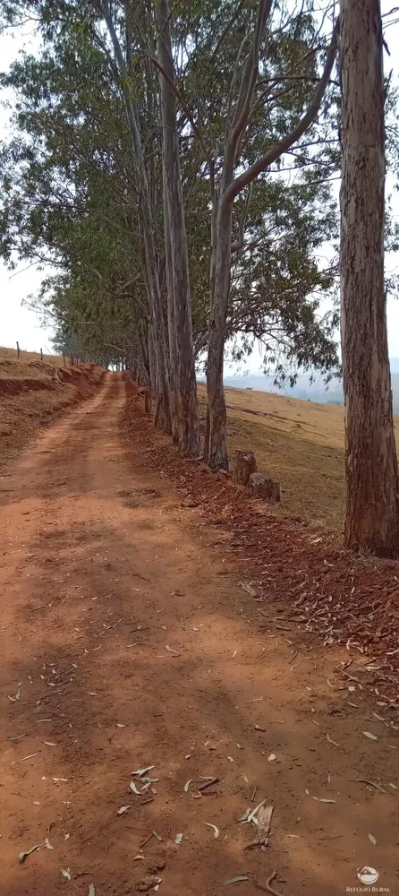 Fazenda, 77 hectares - Foto 43