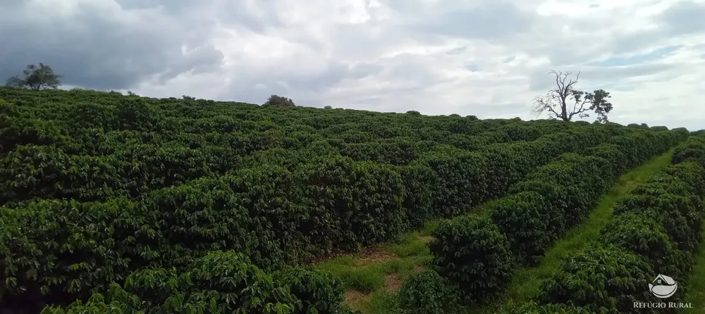 Fazenda, 77 hectares - Foto 31