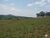 Fazenda-Sítio-Chácara, 77 hectares - Foto 6
