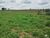 Fazenda-Sítio-Chácara, 77 hectares - Foto 11