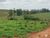 Fazenda-Sítio-Chácara, 77 hectares - Foto 5