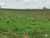 Fazenda-Sítio-Chácara, 77 hectares - Foto 12