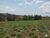 Fazenda-Sítio-Chácara, 77 hectares - Foto 13