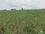 Fazenda-Sítio-Chácara, 77 hectares - Foto 8