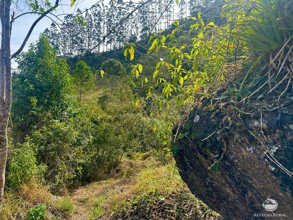Terreno, 4 hectares - Foto 4