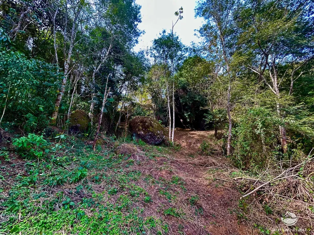Terreno, 4 hectares - Foto 6