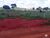 Fazenda-Sítio-Chácara, 4007 hectares - Foto 9