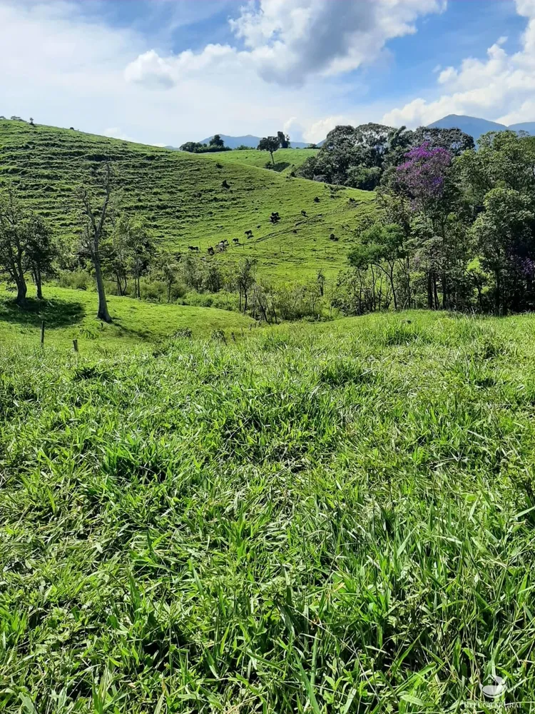 Sítio, 67 hectares - Foto 6
