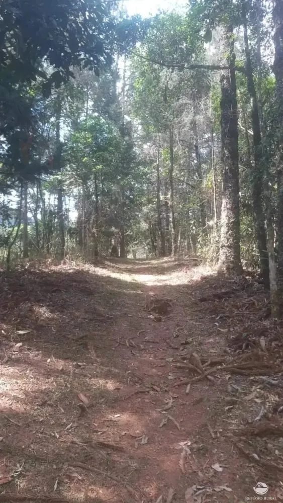 Sítio, 8 hectares - Foto 6