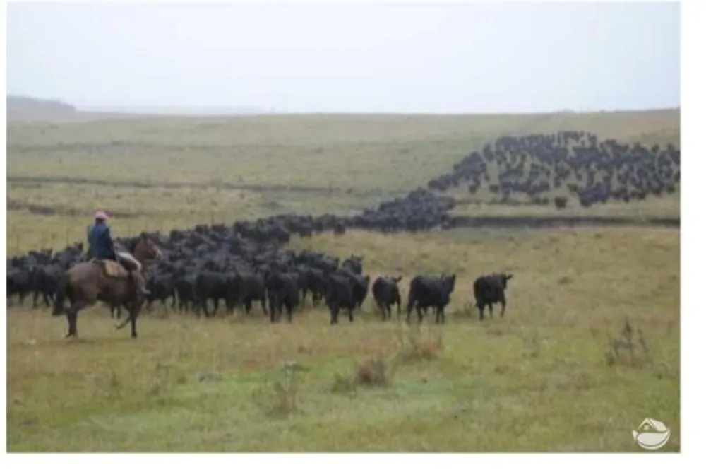 Fazenda, 6000 hectares - Foto 4