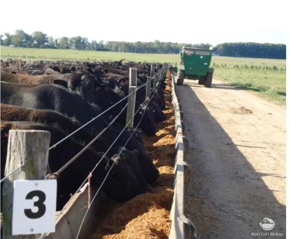Fazenda, 6000 hectares - Foto 4