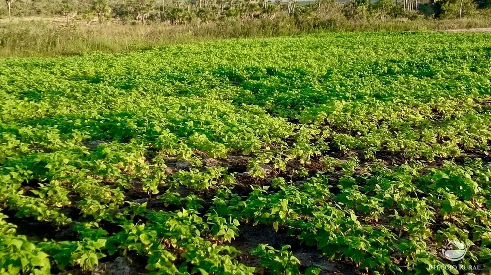 Fazenda, 10000 hectares - Foto 14