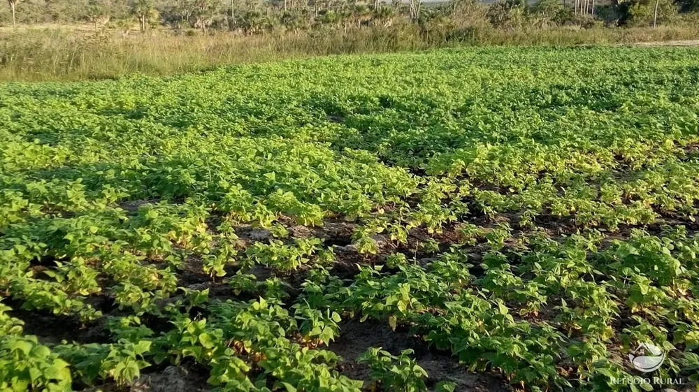 Fazenda, 10000 hectares - Foto 9