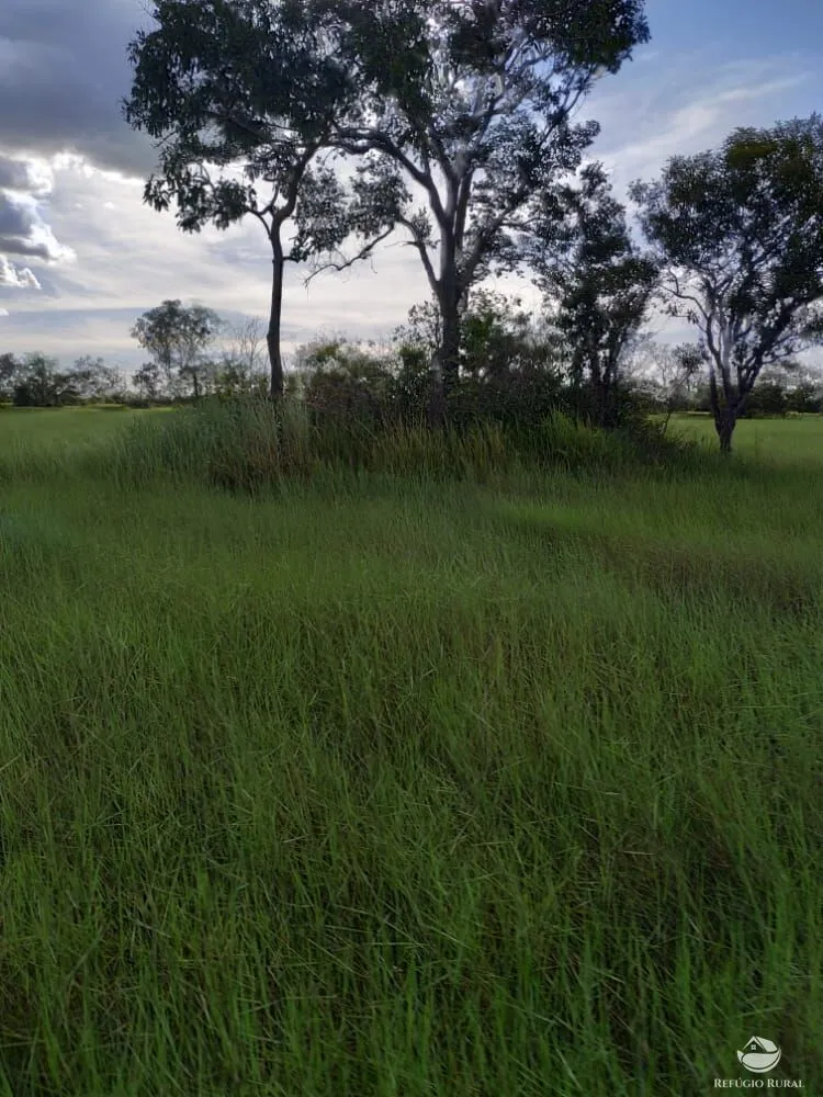 Fazenda, 7800 hectares - Foto 3