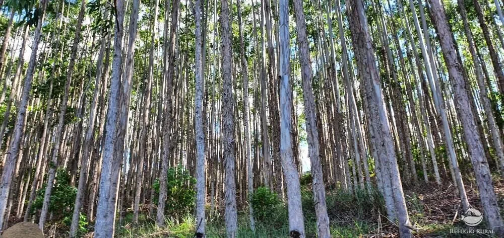 Fazenda, 338 hectares - Foto 6