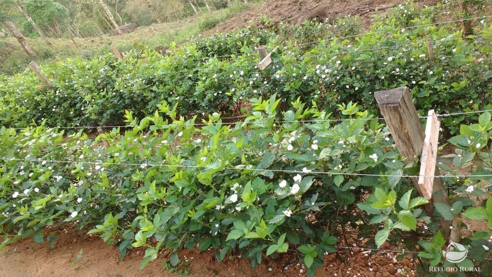 Terreno, 2 hectares - Foto 32