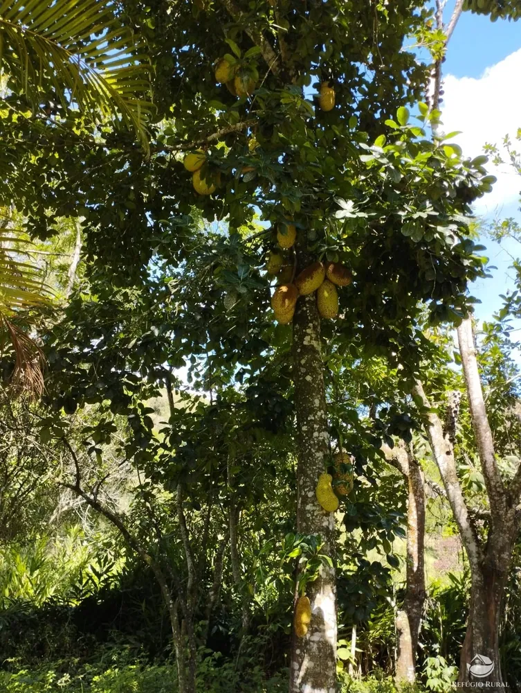 Fazenda, 298 hectares - Foto 9