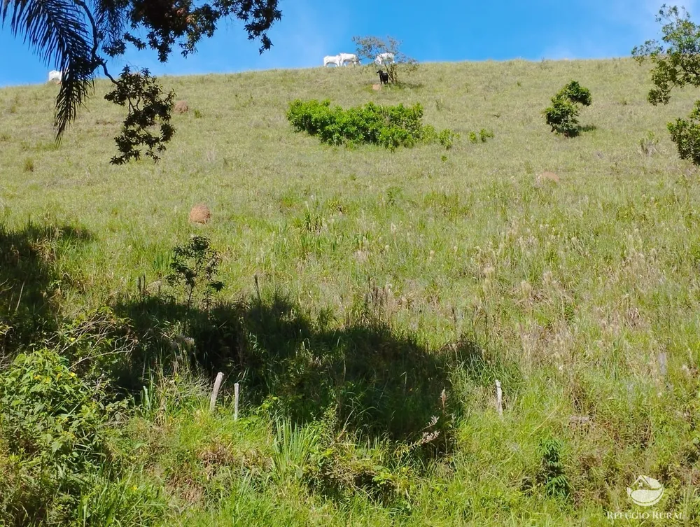 Fazenda, 298 hectares - Foto 5