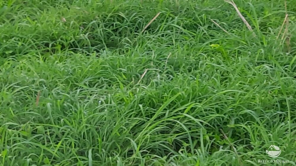 Fazenda, 411 hectares - Foto 13