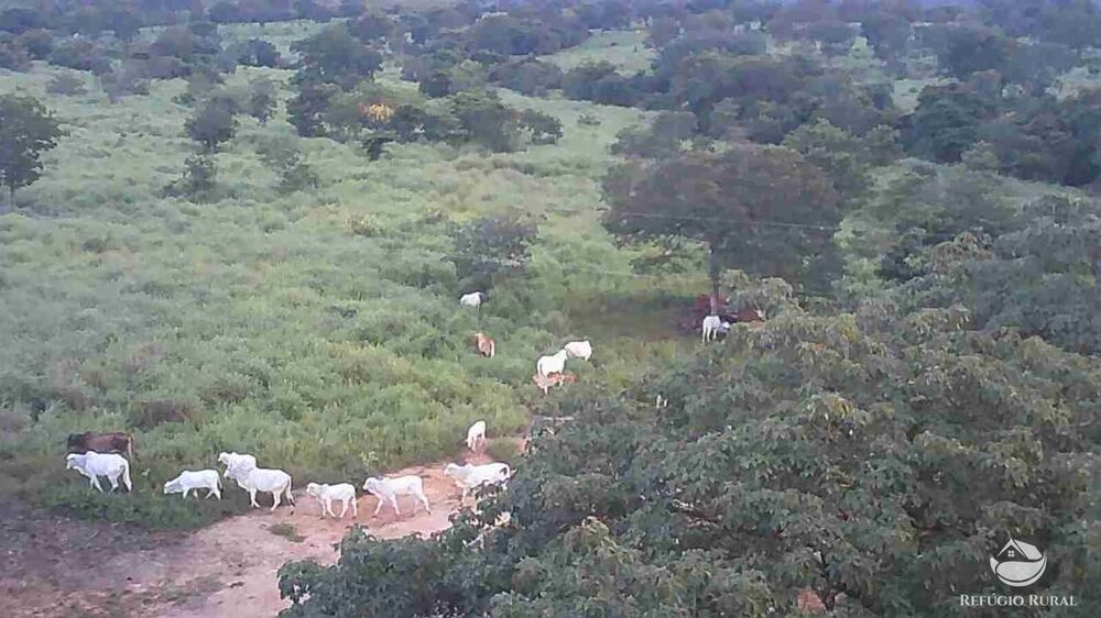 Fazenda, 411 hectares - Foto 8