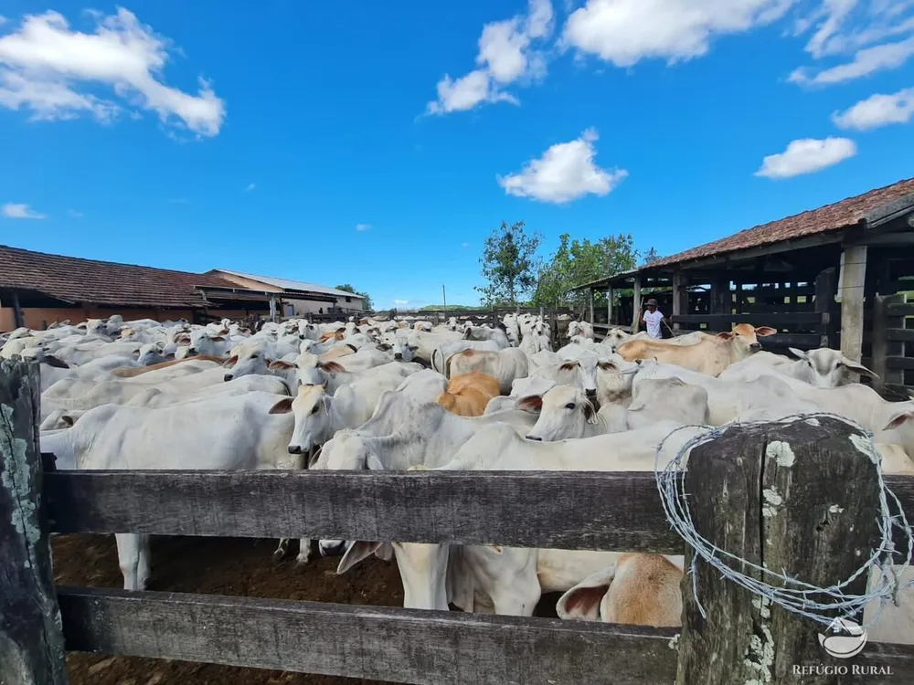 Fazenda, 141 hectares - Foto 3