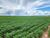 Fazenda-Sítio-Chácara, 2280 hectares - Foto 1