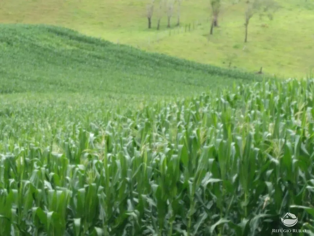 Fazenda, 92 hectares - Foto 4