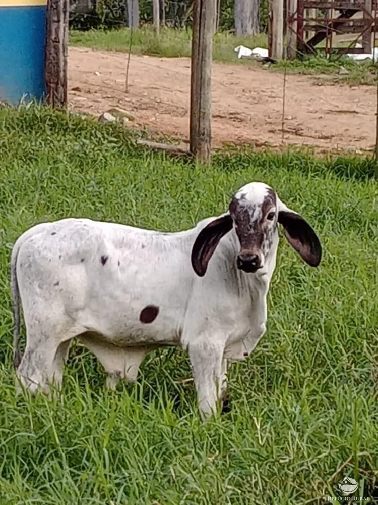Fazenda, 92 hectares - Foto 7