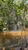 Fazenda, 6000 hectares - Foto 4
